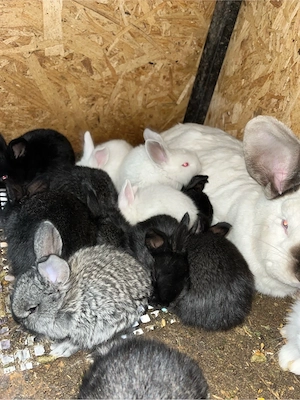 vand iepurasi  - imagine 4