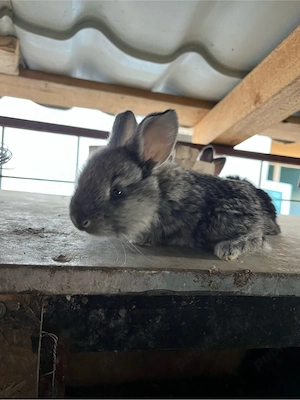 vand iepurasi  - imagine 2