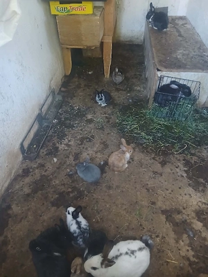 Iepurași de vânzare  - imagine 2