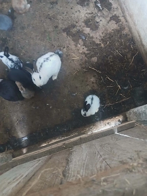 Iepurași de vânzare  - imagine 3