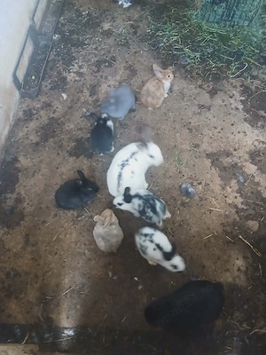 Iepurași de vânzare  - imagine 4