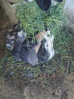 Iepurași de vânzare  - imagine 5