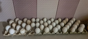 Oua de gasca pentru incubat. - imagine 3