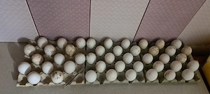 Oua de gasca pentru incubat. - imagine 2