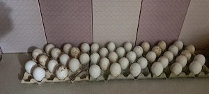 Oua de gasca pentru incubat. - imagine 4