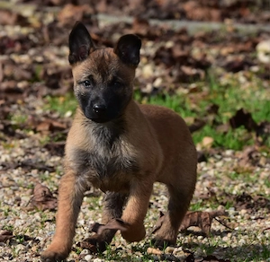 Mascul Belgian Malinois cu pedigree - imagine 3