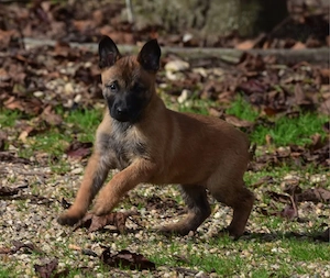 Mascul Belgian Malinois cu pedigree - imagine 2