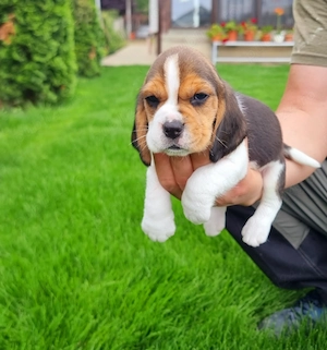 Pui Beagle Tricolori - imagine 2