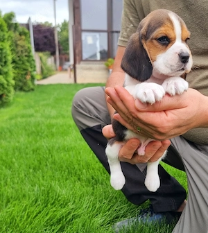 Pui Beagle Tricolori - imagine 3