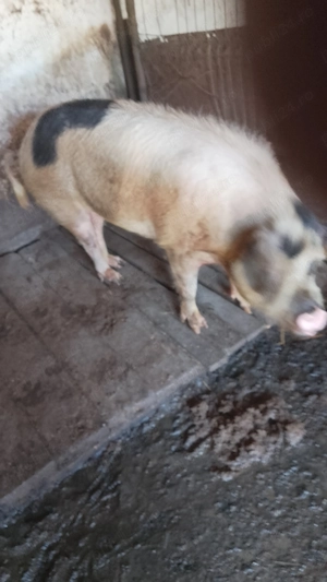 Porc de ȚARĂ.           . - imagine 2