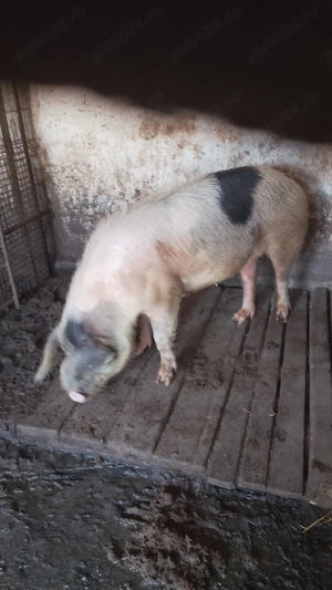 Porc de ȚARĂ.           . - imagine 3