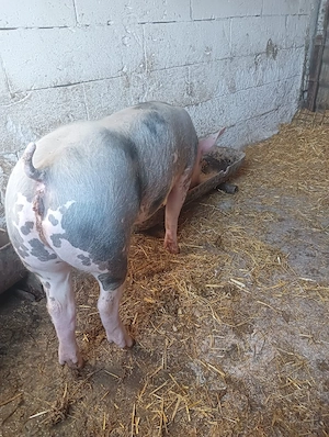 purcea pietran  - imagine 5