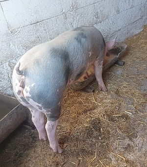 purcea pietran  - imagine 3