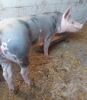 purcea pietran  - imagine 4