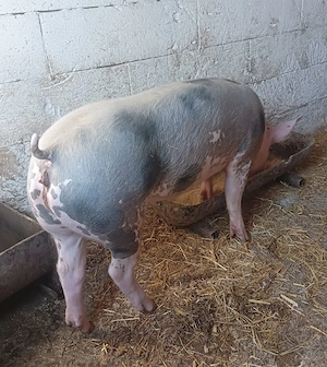 purcea pietran  - imagine 2