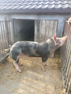 vier pietran belgian  - imagine 4