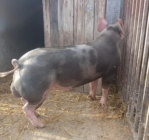 vier pietran belgian  - imagine 2