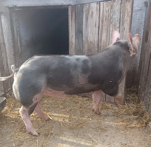 vier pietran belgian 