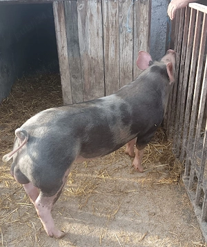 vier pietran belgian  - imagine 3