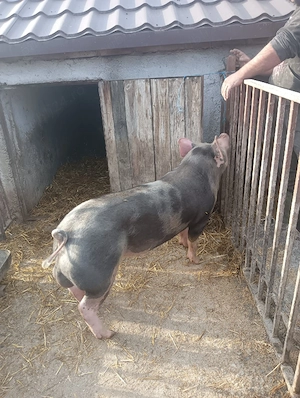 vier pietran belgian  - imagine 5