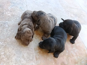 teckel mini arlechin merle tekel pititic 