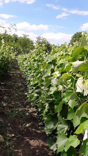 Vanzare teren intravilan (destinatie rezidentiala si agricola) in sat Negulesti, comuna Dealu Morii, - imagine 6