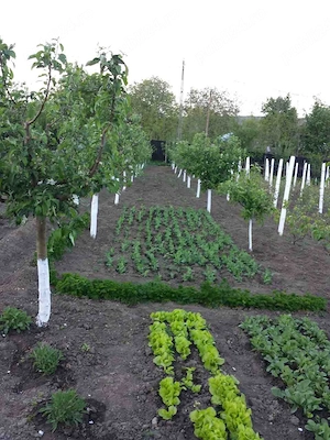 Vanzare teren intravilan (destinatie rezidentiala si agricola) in sat Negulesti, comuna Dealu Morii, - imagine 5