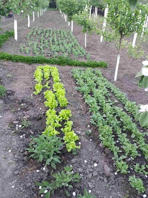 Vanzare teren intravilan (destinatie rezidentiala si agricola) in sat Negulesti, comuna Dealu Morii, - imagine 3