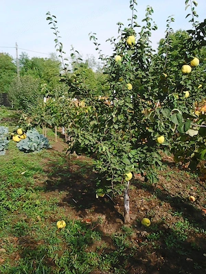 Vanzare teren intravilan (destinatie rezidentiala si agricola) in sat Negulesti, comuna Dealu Morii, - imagine 7