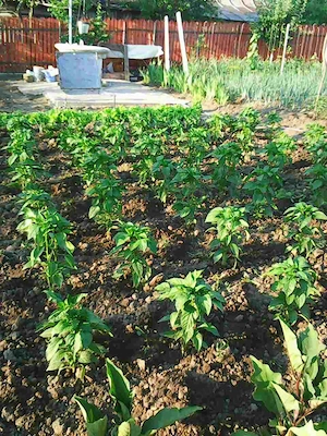 Vanzare teren intravilan (destinatie rezidentiala si agricola) in sat Negulesti, comuna Dealu Morii, - imagine 2