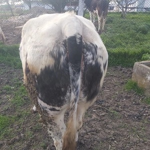 vaca gestanta in  luna a 8 a 