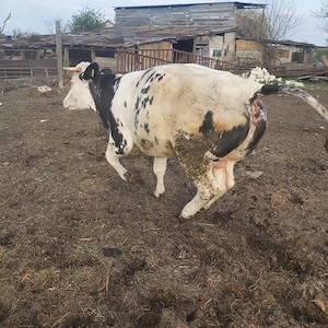 vaca gestanta in  luna a 8 a  - imagine 3