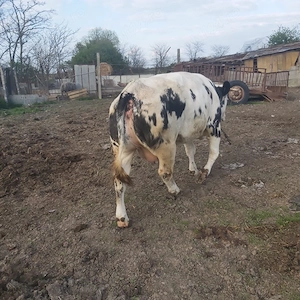 vaca gestanta in  luna a 8 a  - imagine 2