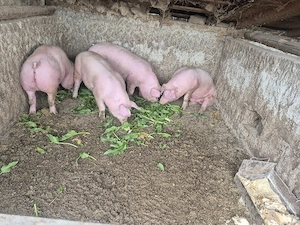 vând 2 porci rasă de carne 