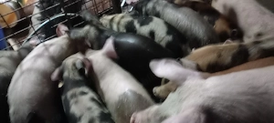 vand purcei - imagine 4