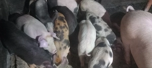 vand purcei - imagine 5