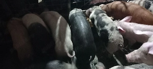 vand purcei - imagine 3