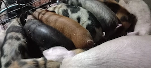 vand purcei - imagine 2