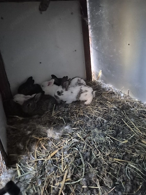 Disponibili 10 pui - imagine 4