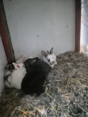 Disponibili 10 pui - imagine 2