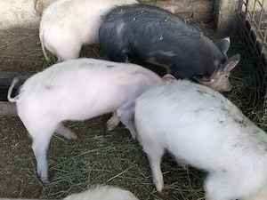 Disponibili grasuni - imagine 2