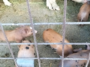 Disponibili grasuni - imagine 3