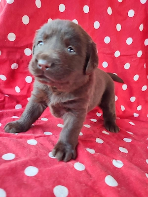 Labrador pedigree - imagine 2
