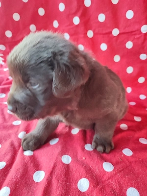 Labrador pedigree - imagine 3