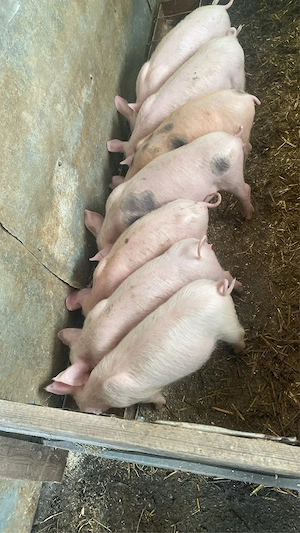 vand porci danbovita 