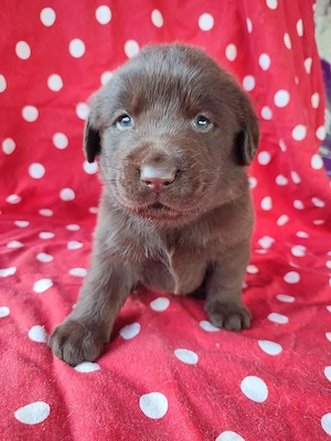 Labrador pedigree - imagine 4