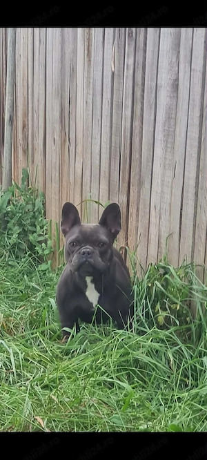 Femela bulldog francez - imagine 2
