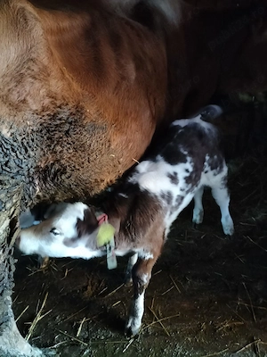 Vitei sugari - imagine 2