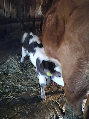 Vitei sugari - imagine 3