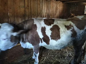 Vitei sugari - imagine 5